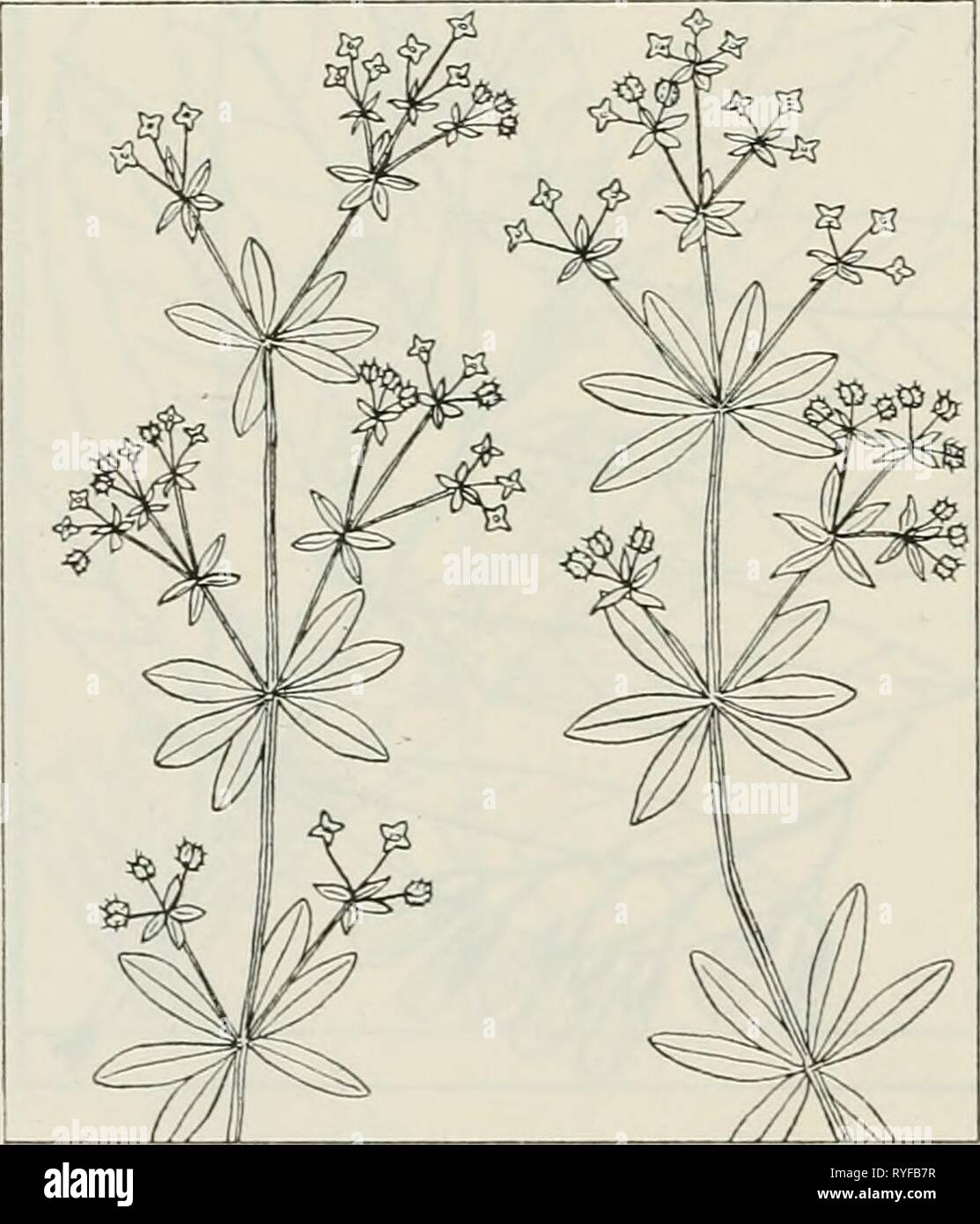 The drug plants of Illinois  drugplantsofilli44teho Year: 1951  GALIUM APARINE L. Cleaver's herb, cleavers, goose grass. Rubiaceae. —A low, weak, reclining or scrambling, prickly herb, annual; stem square, with recurved prickles, 2 to 5 feet long; leaves oblanceolate, 1 to 3 inches long, 6 or 8 at a node, hispid and rough on the margin and midrib; flowers white, small, in groups (1 to 3) on axillary peduncles; fruit appearing double, fleshy, covered with hooked prickles. The herb collected. Common through- out the state in gardens, along roads and streams, and in moist woods; May and early Jun Stock Photo