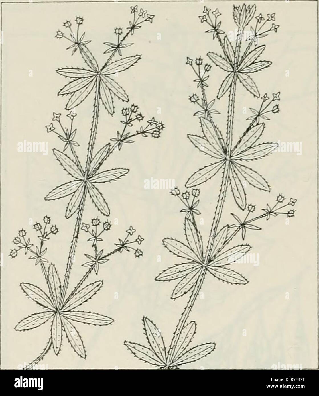 The drug plants of Illinois  drugplantsofilli44teho Year: 1951  58 ILLINOIS NATURAL HISTORY SURVEY Circular 44    GALIUM APARINE L. Cleaver's herb, cleavers, goose grass. Rubiaceae. —A low, weak, reclining or scrambling, prickly herb, annual; stem square, with recurved prickles, 2 to 5 feet long; leaves oblanceolate, 1 to 3 inches long, 6 or 8 at a node, hispid and rough on the margin and midrib; flowers white, small, in groups (1 to 3) on axillary peduncles; fruit appearing double, fleshy, covered with hooked prickles. The herb collected. Common through- out the state in gardens, along roads  Stock Photo