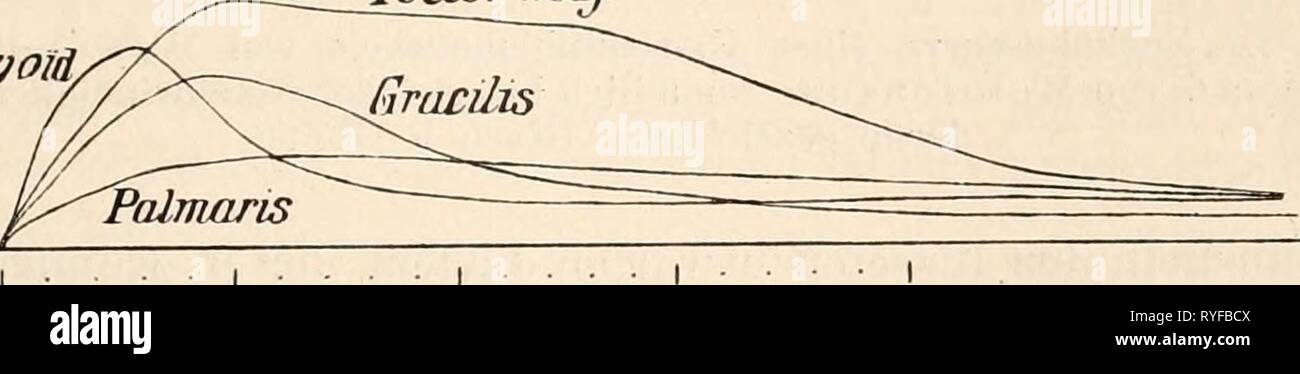 Elektrophysiologie  elektrophysiolog00bied Year: 1895  Fig. 35 Ä. Vier Zuckungscurven verschiedener Froschmuskeln. (Nach Cash.) {^io h]^oiä/ Vector maj. Rracihs    Fig. 35 c. Vier Zuckungscurven verschiedener Schildkrötenmuskeln, unter gleichen Umständen aufgenommen. Die Striche markiren ganze Sekunden. 2,6 Mal weniger zusammen, als der nur 28 mm lange Gastrocnemius. Die gezeichneten (vergrösserten) Hubhöhen betrugen 6 und 15 mm. Der 26 mm lange träge Hyoglossus hat bei annähernd proportionaler Spannung eine Zuckungshöhe von nur 1,5 mm (Grützner). Ein sehr bemerkenswerthes Beispiel trägen Zuck Stock Photo