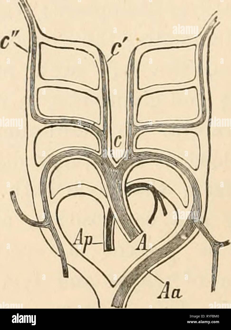 Elementary text-book of zoology  elementarytextbo0101clau Year: 1884    FIG. 62.— Diagram of the great arteries of a mammal with reference to the fira-embry- oiiic arterial arches (after Rathke). c, common carotids ; c', external carotid ; c', inter- nal carotid; A, aorta. Ap, pulmonary artery ; Aa, aortic arch. Inner surfaces also may be con- cerned in this exchange, especially those of the digestive cavity and intestine, or, as in the Echi- noderms, in which a separate vascular system is developed, the surface of the whole body cavity. Respiration in water obviously takes place under far mor Stock Photo