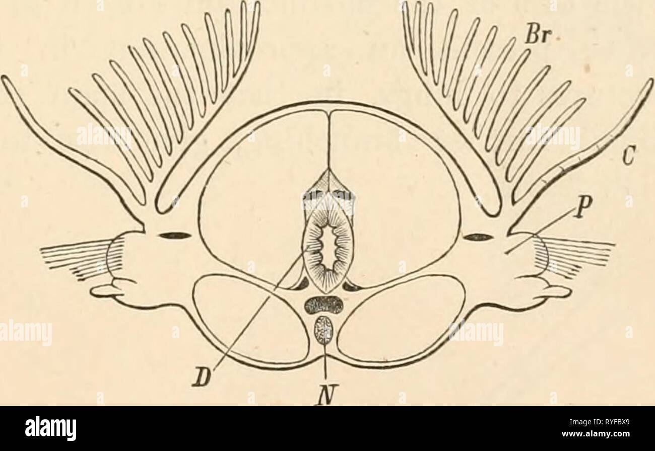Elementary text-book of zoology  elementarytextbo0101clau Year: 1884    FIG. 64. — Transverse section through the gill of a Teleostean fish, b, branchial leaf- let with capillaries ; c, branchial artery con- taining venous blood; d, branchial vein con- taining arterial blood. a, branchial bar. FIG. 63i.—Transverse section through the body of Eu- nice. Br, gill; C, cirrus ; P, parapodiuni with a bundle of seta?; D, alimentary canal; N, nervous system The organs of aerial respiration, on thecontrary, are internal. They present likewise the condi- tion favourable for an exchange of gases between  Stock Photo