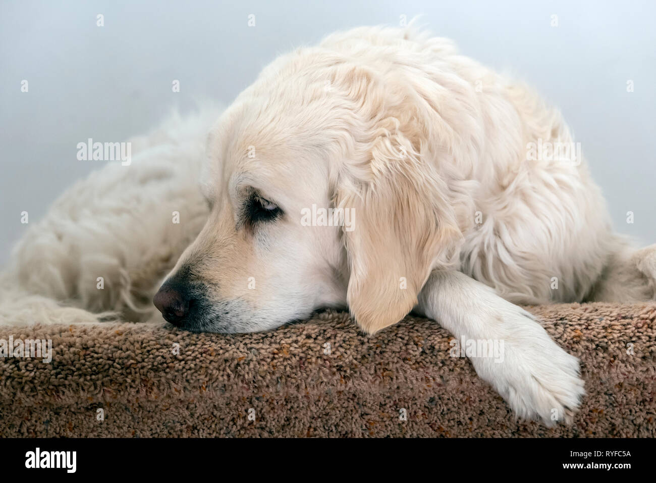 Platinum colored Golden Retriever dog laying on carpeted stair landing