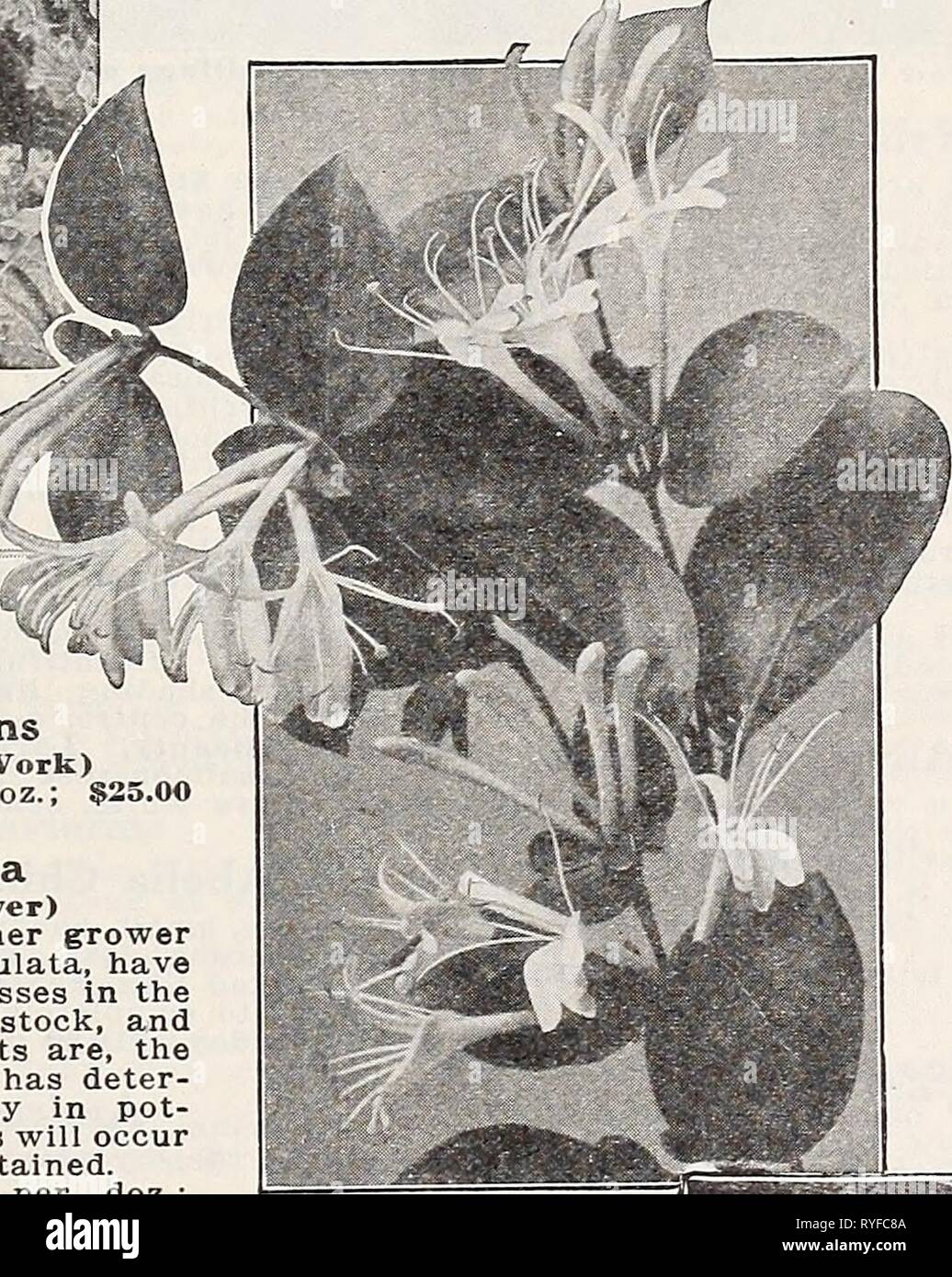 Dreer's wholesale price list for florists : special spring edition  dreerswholesalep1932henr 2 Year: 1932  Euonymus Bignonia (Trumpet Creeper) Grandiflora (True variety). GO cts. each; $0.00 per doz. Radicans. Strong plants. $2.50 per doz.; $20.00 per 100. Celastrus Scandens (Bitter Sweet or Wax Work) Strong plants, $3.50 per doz.; $25.00 per 100. Clematis Paniculata (Japanese Virgin's Bower) We, and no doubt every other grower and planter of Clematis Paniculata, have frequently met with serious losses in the transplanting of field-grown stock, and the larger and older the plants are, the more Stock Photo