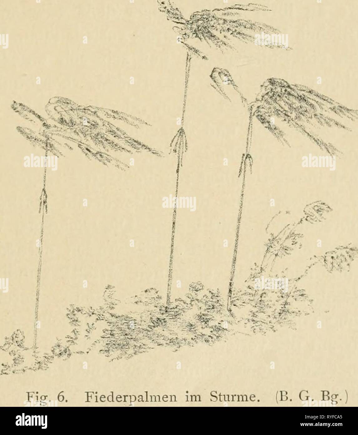 Eine botanische Tropenreise, indo-malayische Vegetationsbilder und Reiseskizzen  einebotanischetr1893habe Year: 1893  Palmen; Pandanaceen. 67 ^^ gegenden des malayischen Archipels so häufigen Nipapalme Nipa fruticans) werden die fein nach Honig duftenden Blüthenstände im Buitenzorger Garten sehr fleissig von einer kleinen Biene besucht, welche die Bestäubung vollzieht. Von den während meiner Anwesenheit fruchttragenden Palmen des Gartens bot' unzweifelhaft die schöne Orania regalis den auf- fallendsten und eigenartigsten Anblick dar. In Bezug auf seine Gestalt einer riesigen Weintraube gleiche Stock Photo