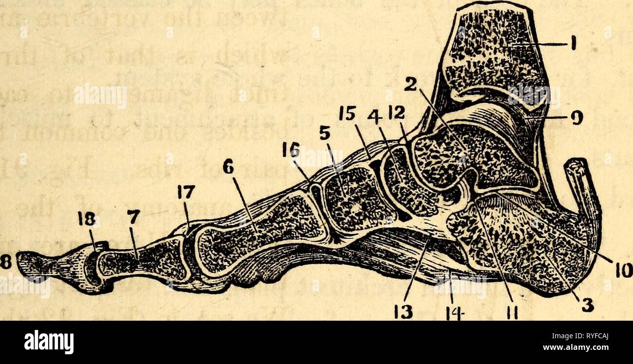 Synovial membrane hires stock photography and images Alamy