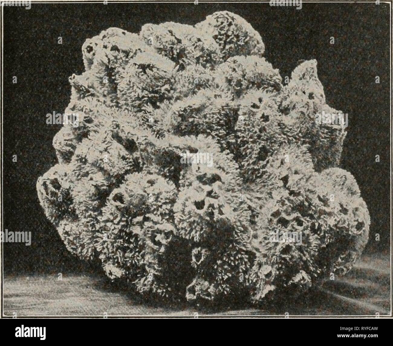 L sponge hi-res stock photography and images - Page 3 - Alamy
