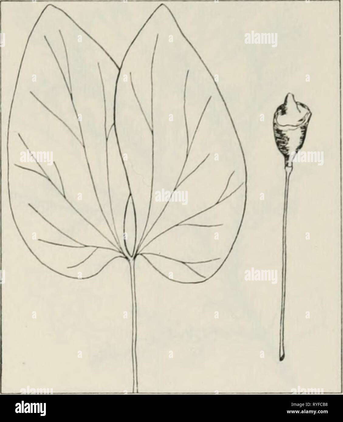 The drug plants of Illinois  drugplantsofilli44teho Year: 1951  Tehon THE DRUG PLANTS OF ILLINOIS 69 JEFFERSONIA DIPHYLLA (L.) Pers. Twinleaf, rheumatism root, hel- met pod, yellow-root. Berberidaceae.— A stemless, smooth herb 6 to 18 inches tall, perennial; rootstock horizontal, somewhat fleshy, thick, knotty, yellow-brown, with numerous matted, fibrous roots; leaves arising directly from the rootstock, long- petioled, 3 to 6 inches long, glaucous be- neath, divided into 2 broad, somewhat semicircular, sometimes lobed parts; flowers white, about 1 inch wide, solitary at the ends of flowering  Stock Photo