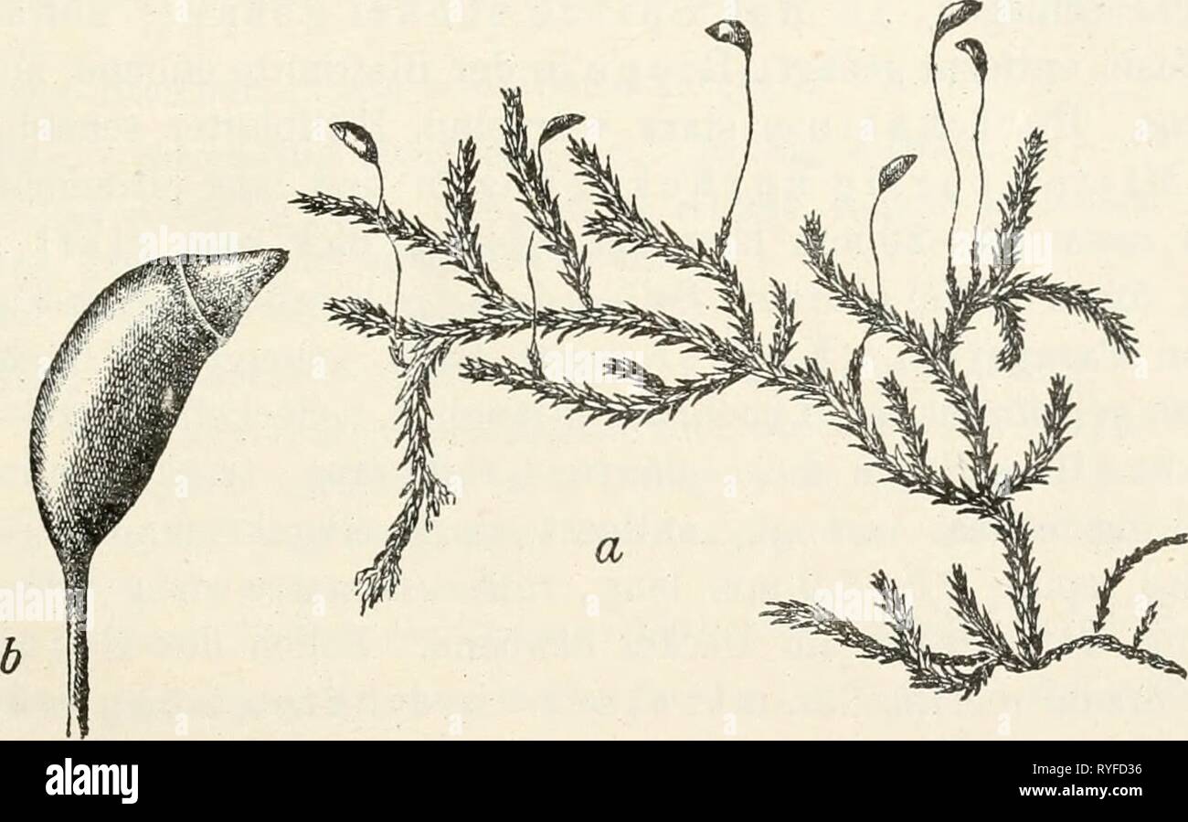 Dr. L. Rabenhorst's Kryptogamen-Flora von Deutschland, Oesterreich und der Schweiz  drlrabenhorstskr0403rabe Year: 1904  73 Hypnum plumosura Hnds. Flor. angl. 1. ed p. 423, No. 18 (1762) nach Lindberg. Hypnum salebrosum Hoffm. D. Fl. 11, p. 74 (1796). Hypnum plumosum ß salebrosum C. Müll. Syn. II p. 359 (1851). Brachythecium arabiguura De Not. Cronaca II p. 18 (1867), Epil. p. 112 (1869) nach Vent. & Bott. Enum. p. 9. Hypnum illecebrum püiferum De Not. Syllab. No. 29, ß (1838). Brachythecium jucundum De Not. Cronaca II p. 20 (1867), Epil. p. 118 (1869) nach Vent. & Bott. Enum. p. 9. Brachythec Stock Photo