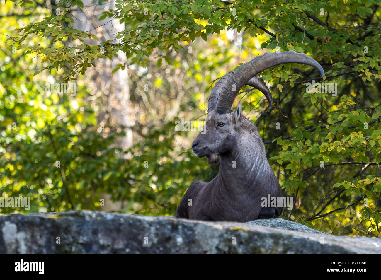 Male mountain ibex or capra ibex sitting on a rock Stock Photo