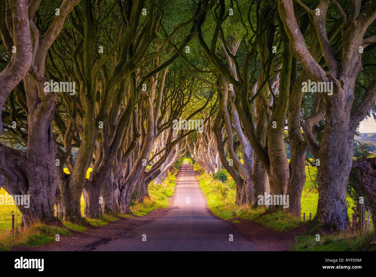 The Dark Hedges in Northern Ireland at sunset Stock Photo