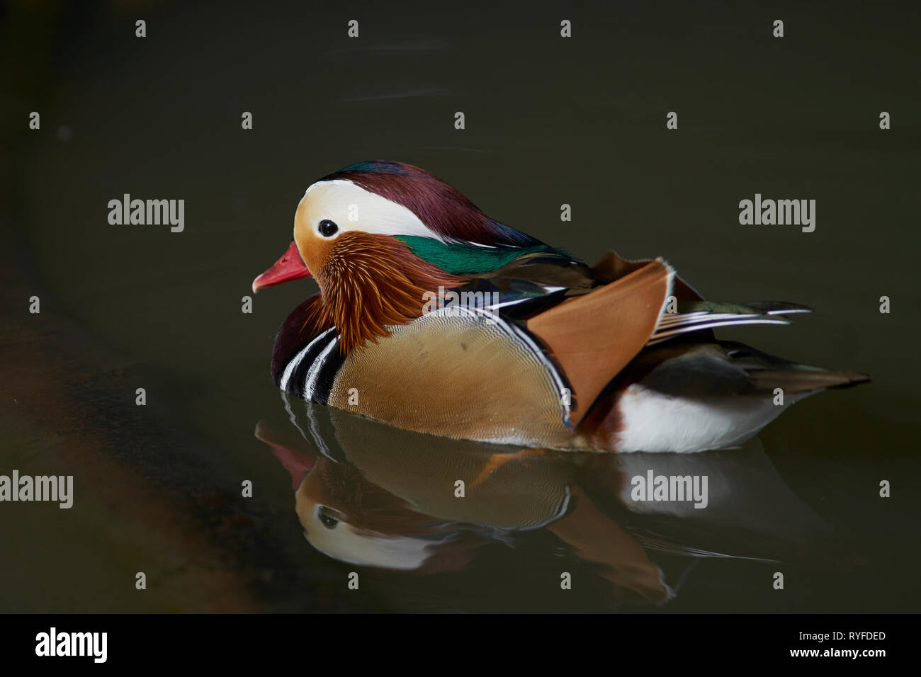 Male Mandarin Duck (Aix galericulata) showing ornate and colourful plumage. Stock Photo