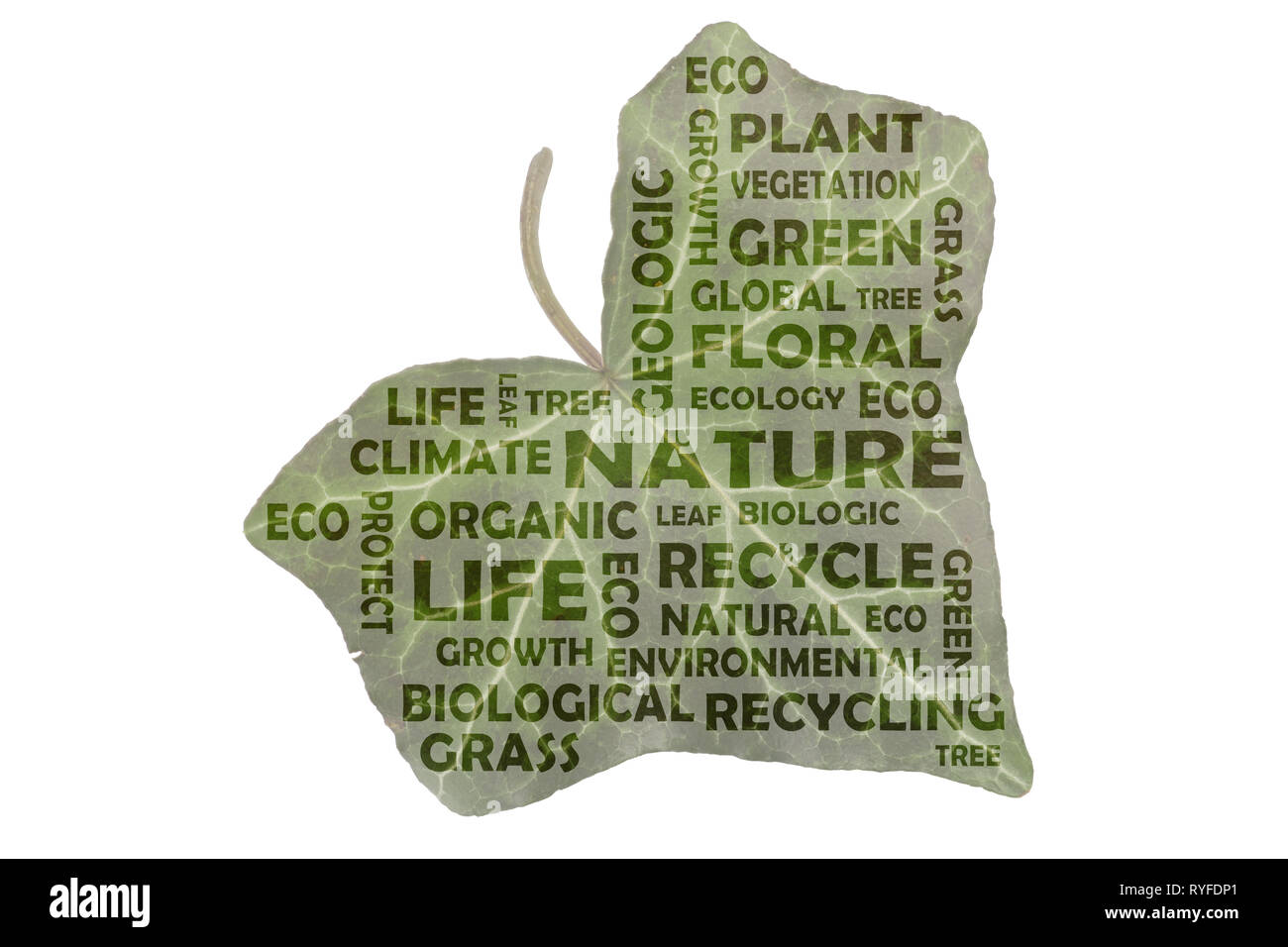 Tag cloud about the main keyword nature. The words are highlighted on a real image of an ivy leaf to naturally represent the theme nature. Stock Photo
