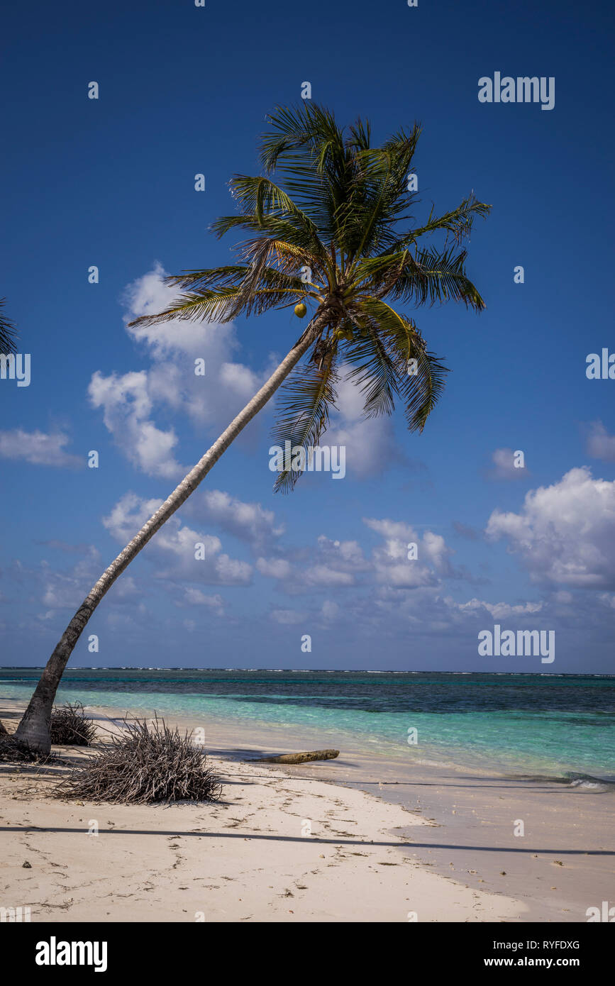 Palm on Tropical Island breach in the Caribbean sea of Panama with crystal clear water Stock Photo