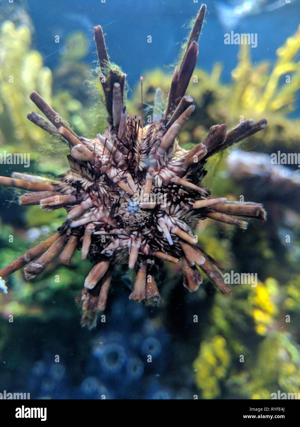 Marine life in an aquarium Stock Photo