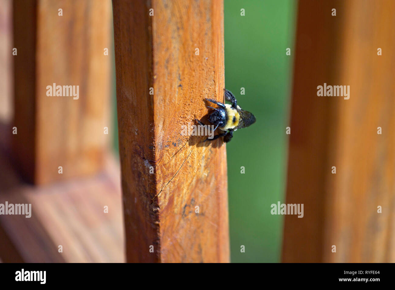 Female Carpenter Bee digging into the wood of an outdoor deck to build