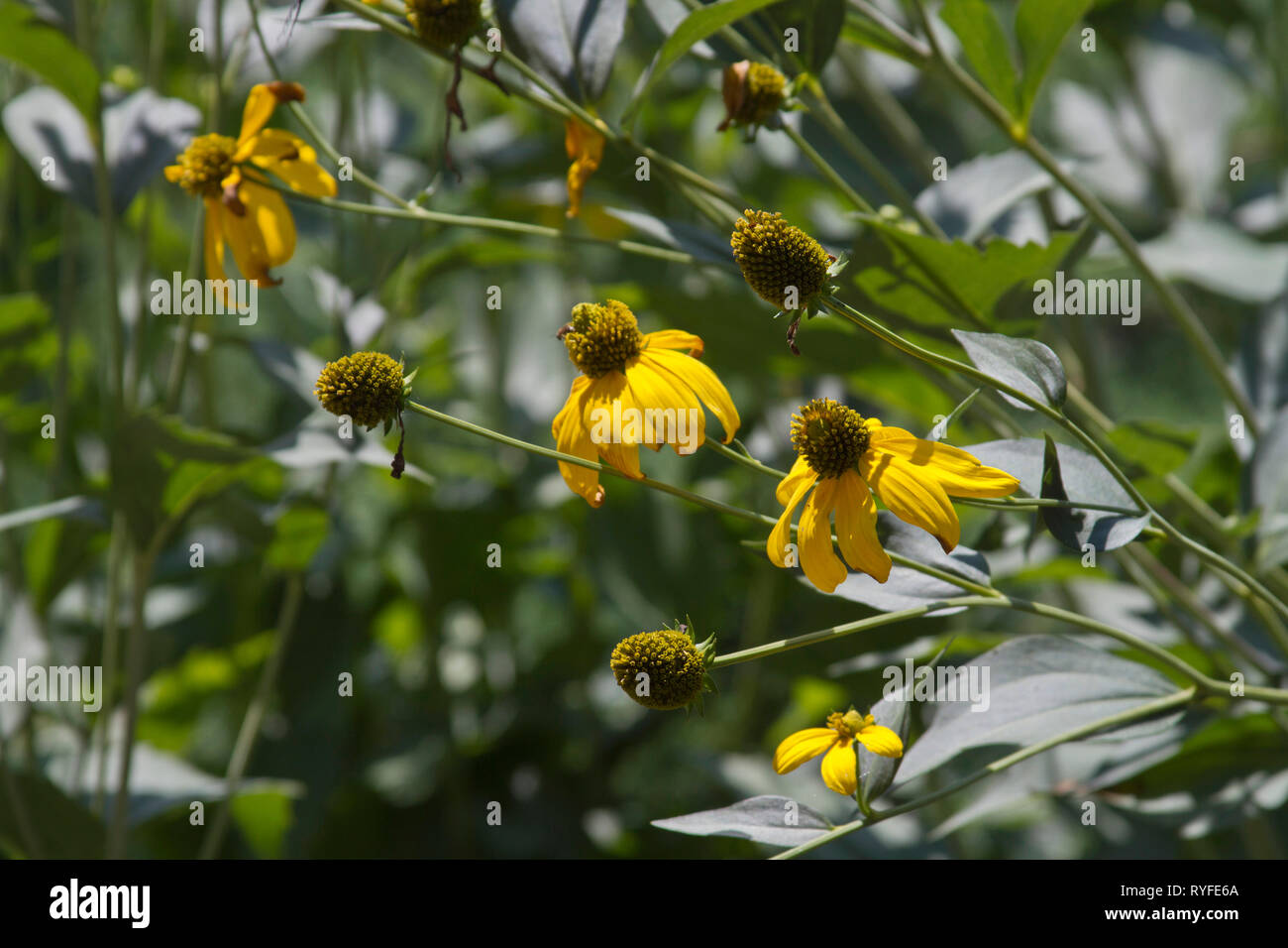 Phototropic hires stock photography and images Alamy