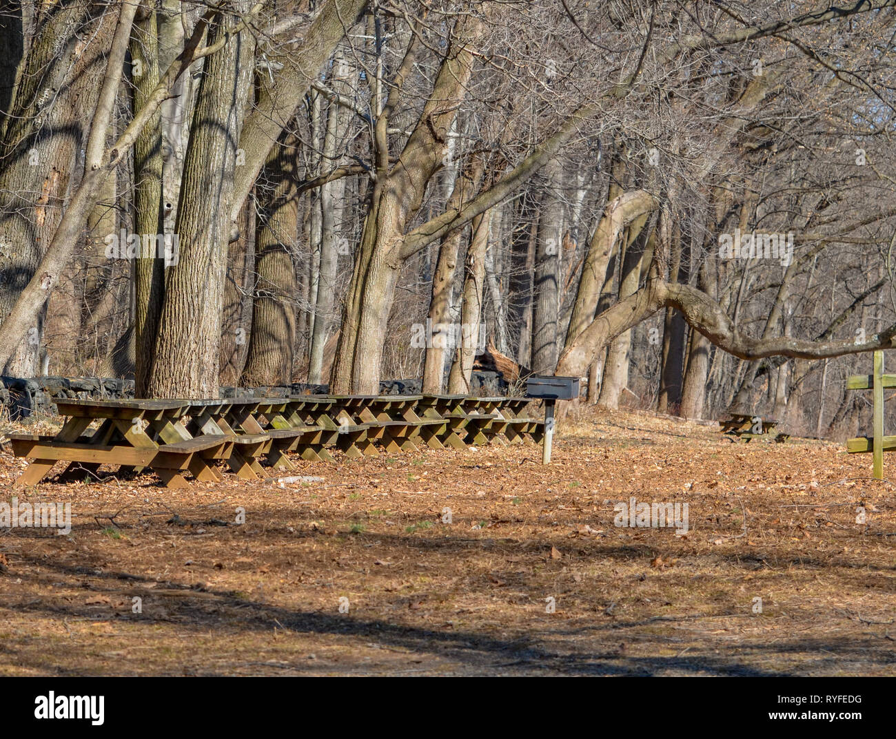 Row of picnic benches next to the tree line .. Stock Photo