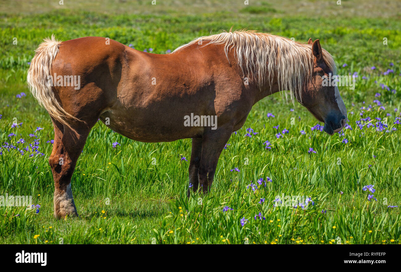 Horse in field of flowers, Bonavista Peninsula, Newfoundland Labrador, Canada Stock Photo