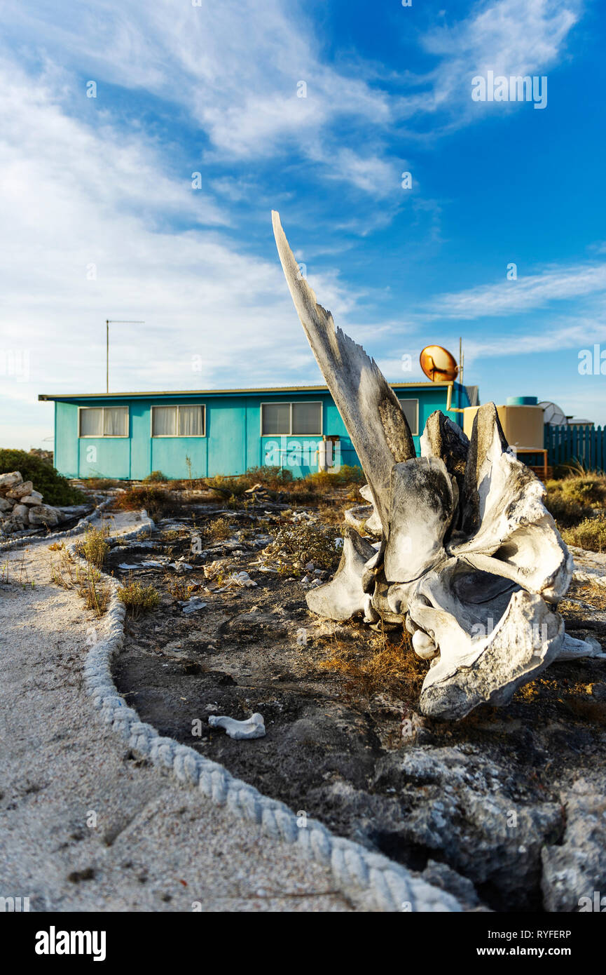 An old whalebone on Big Rat Island, Houtman Abrolhos. The Houtman