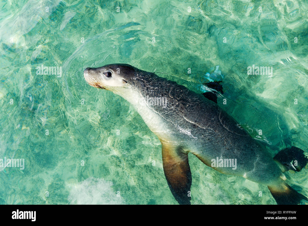 A Sea Lion on Big Rat Island, Houtman Abrolhos. The Houtman Abrolhos islands lie 60 kilometres off the coast of Geraldton in Western Australia. There  Stock Photo