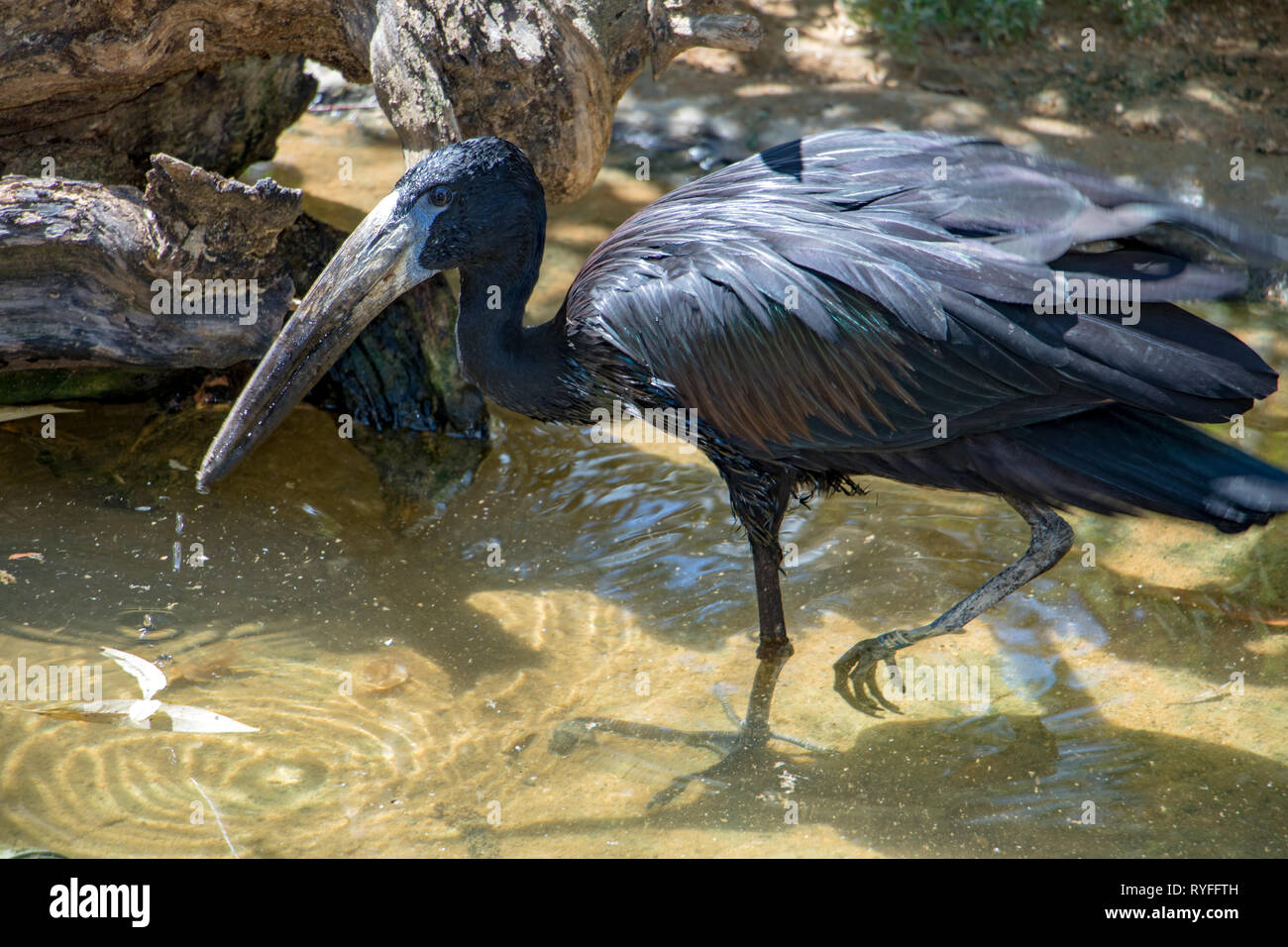 The African openbill (Anastomus lamelligerus) walking in the water. Stock Photo