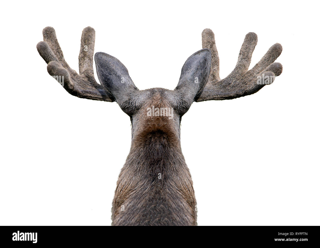 Male moose with antlers (Alces alces) isolated on white background. Stock Photo