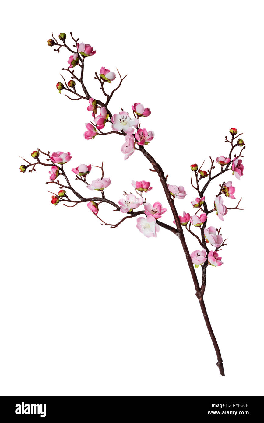 Artificial branch of cherry blossoms with pink flowers, isolated on ...