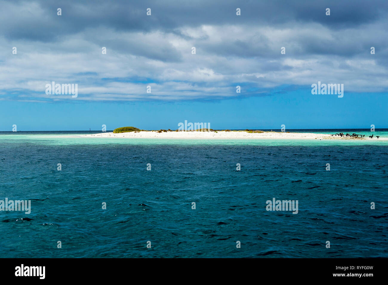 White Bank Also Called Seal Island Is Home To A Family Of