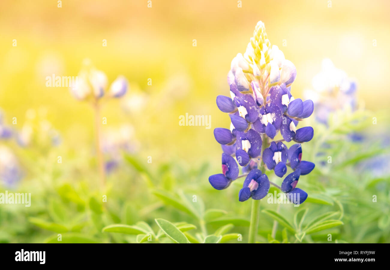 Blue Bonnets in Hill Country Texas/Closeup of Bluebonnet flower, the state flower of Texas Stock Photo