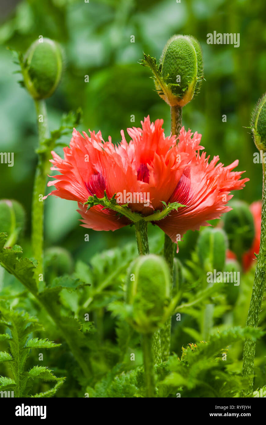 Scarlet oriental poppy, papaver orientale 'Aglaja' among its buds, England Stock Photo