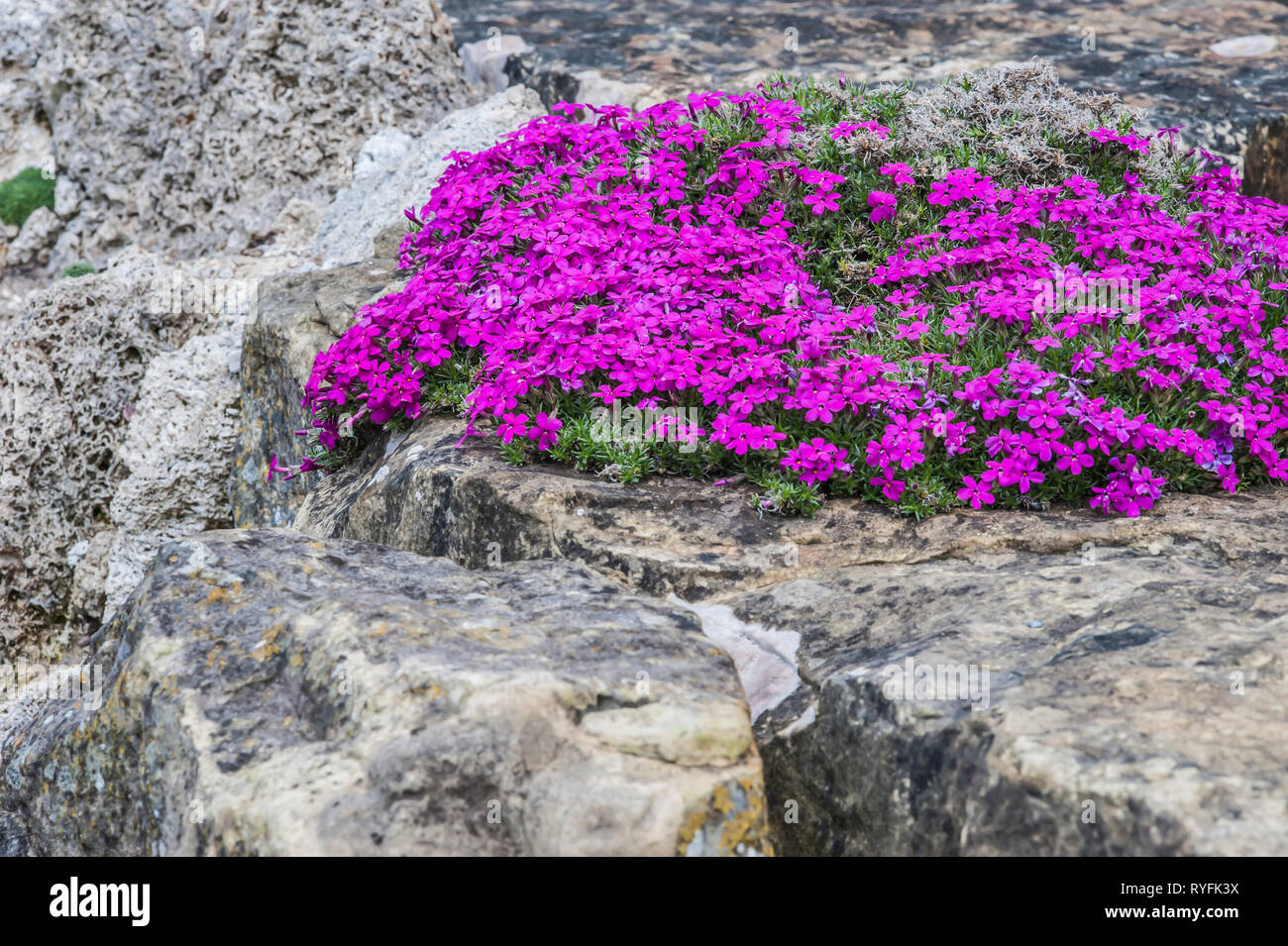 Brightly pink Phlox douglasii 'Crackerjack' growing in rock crevice, England Stock Photo