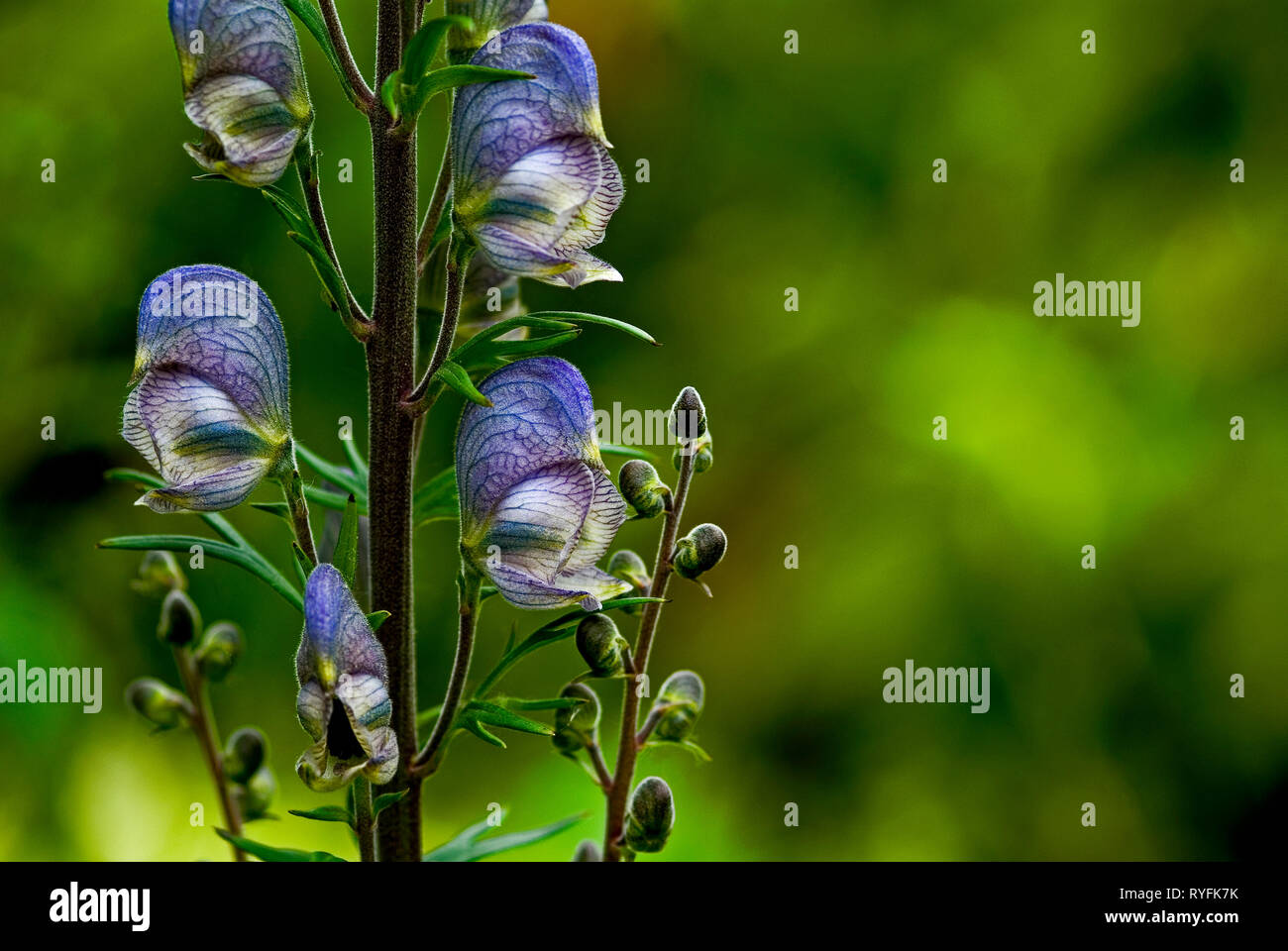 Aconitum, Monkshood flowers on stem, close-up with blurred green background Stock Photo