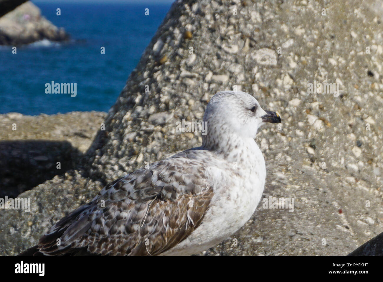 Seagull in a spring day, beautiful birds,wingspan,injured Stock Photo