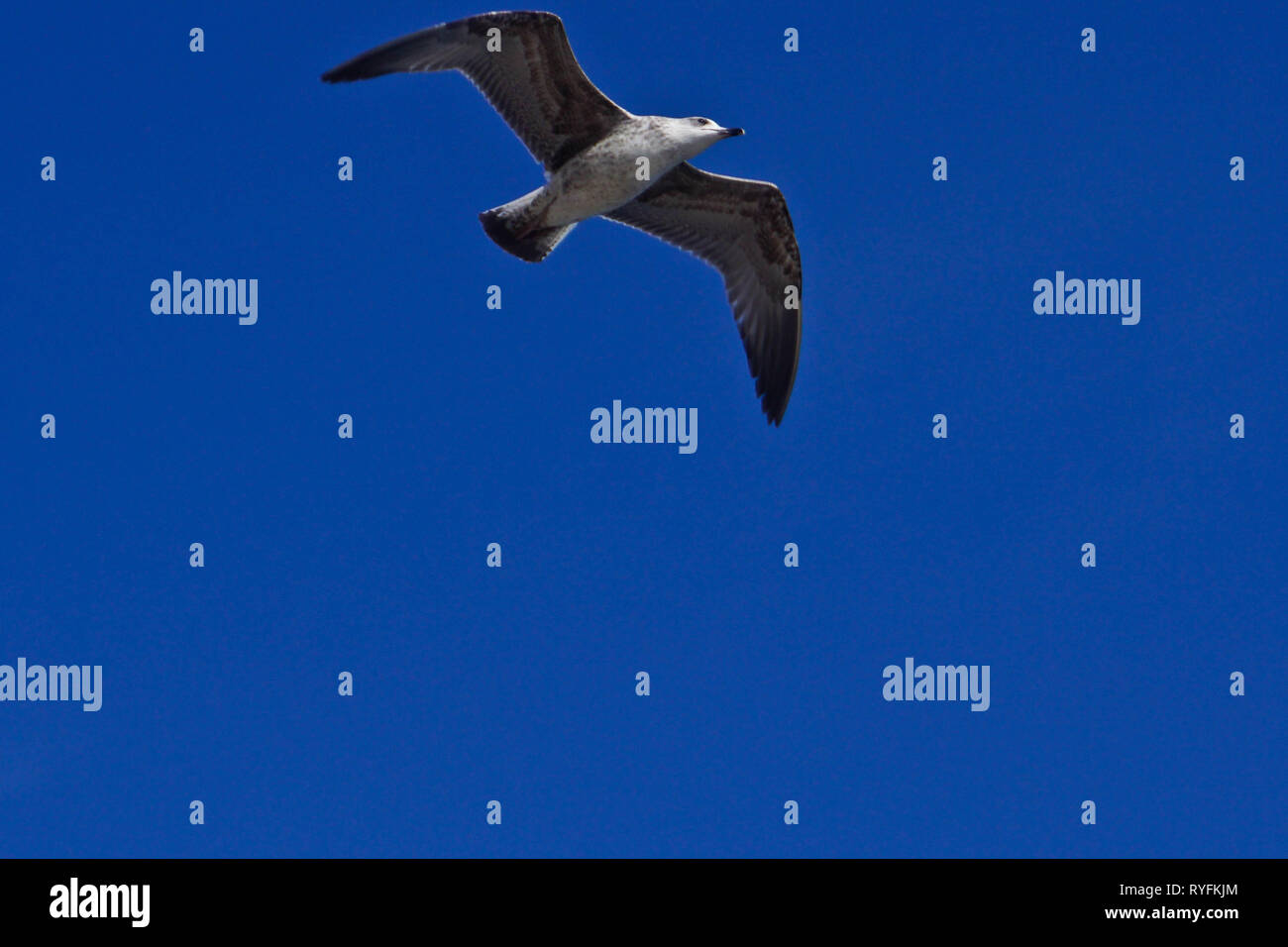 Seagull in a spring day, beautiful birds,wingspan,injured Stock Photo