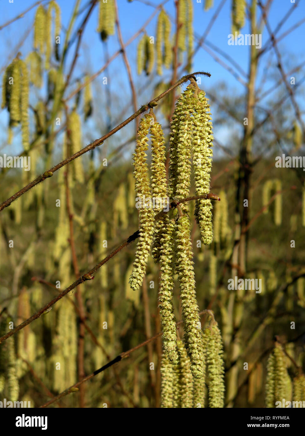 Silver Birch Tree flowers Stock Photo Alamy
