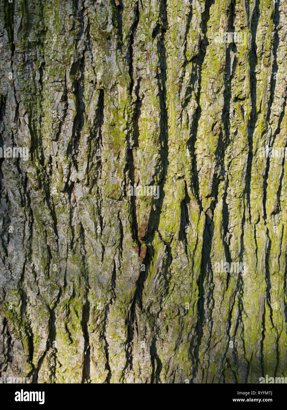 Lime tree bark trunk Stock Photo