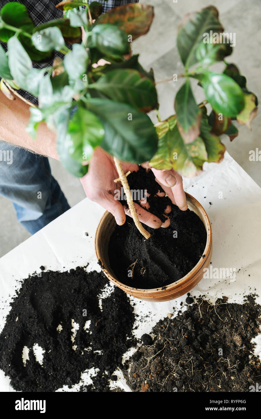 Plant pot soil hires stock photography and images Alamy