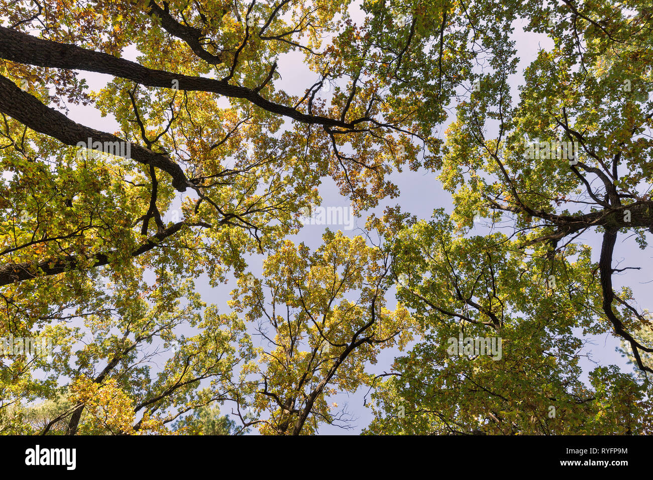 Magnificent ancient oak forest in summer. View of the tops of the trees in the sunlight from the ground level. Stock Photo