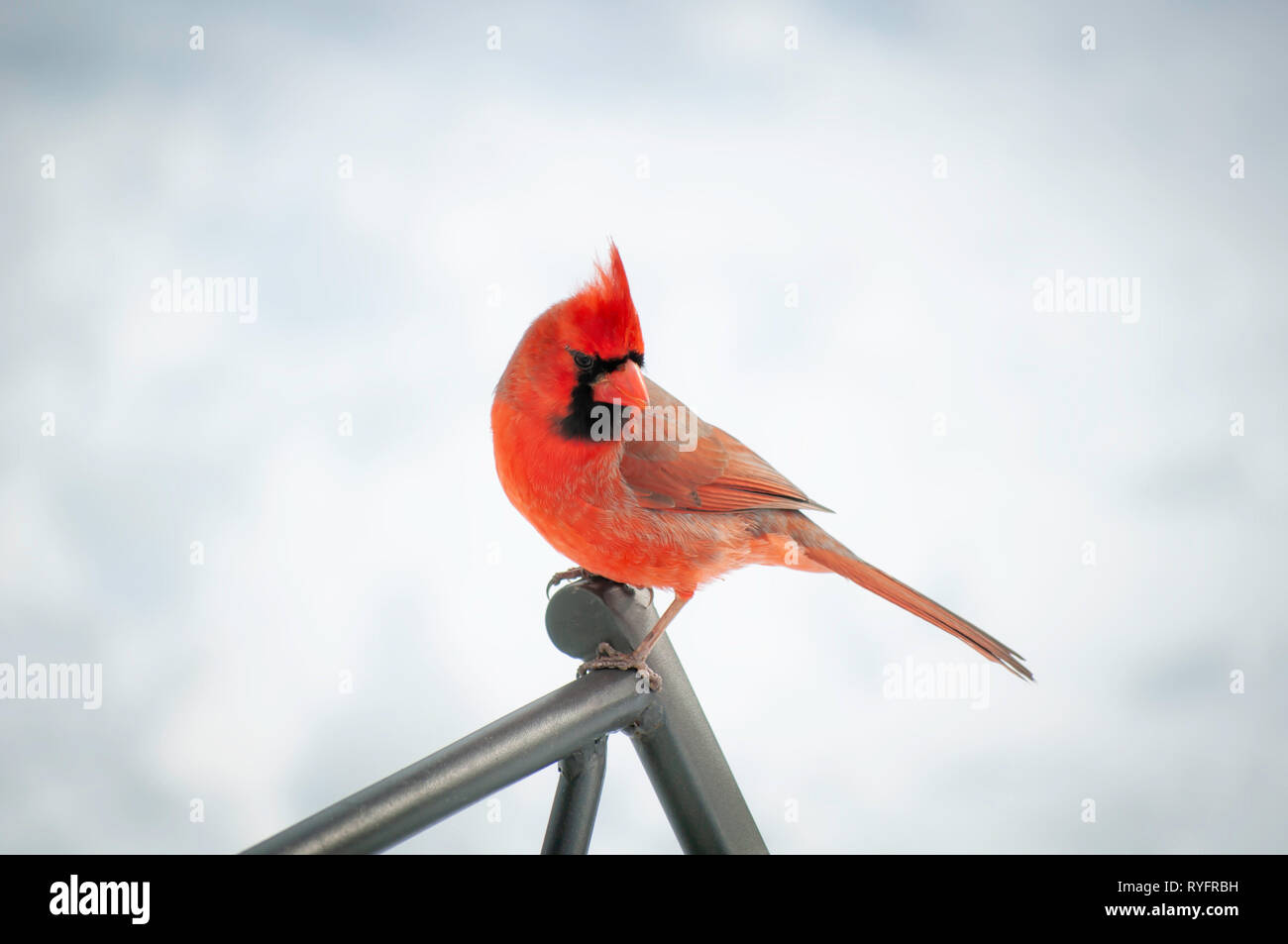 red cardinal Stock Photo