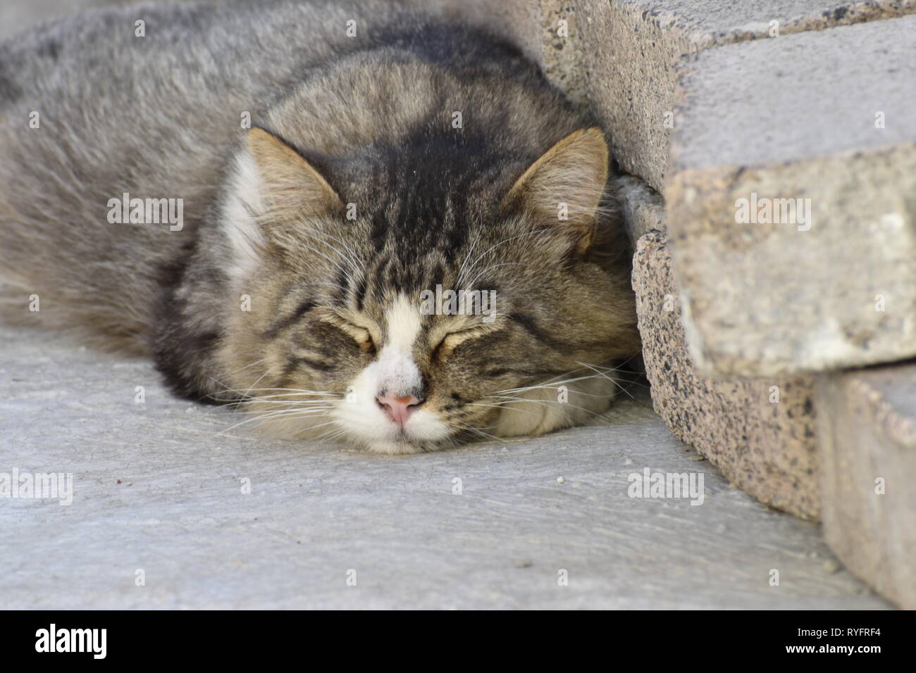 The image shows the beauty of a cat resting in peace. Stock Photo