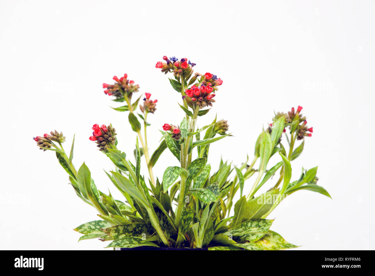 Lungwort Pulmonaria 'Raspberry Splash', shade-loving groundcover, herbaceous perennial Stock Photo