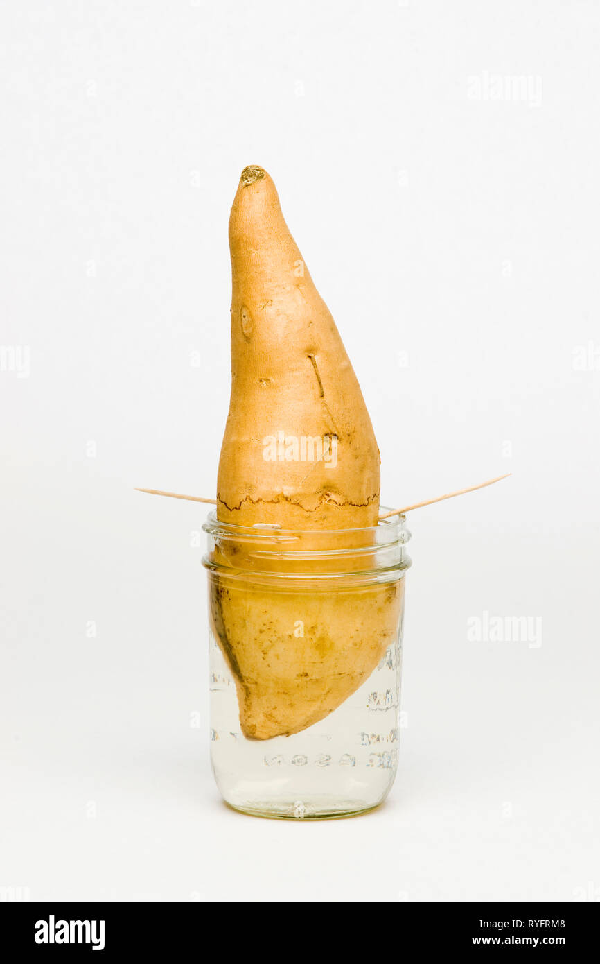 Sprouting a yam in water Stock Photo