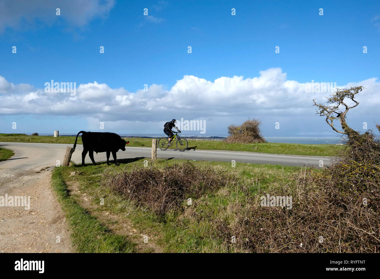 A cyclist rides by a grazing bullock on the road to the top of