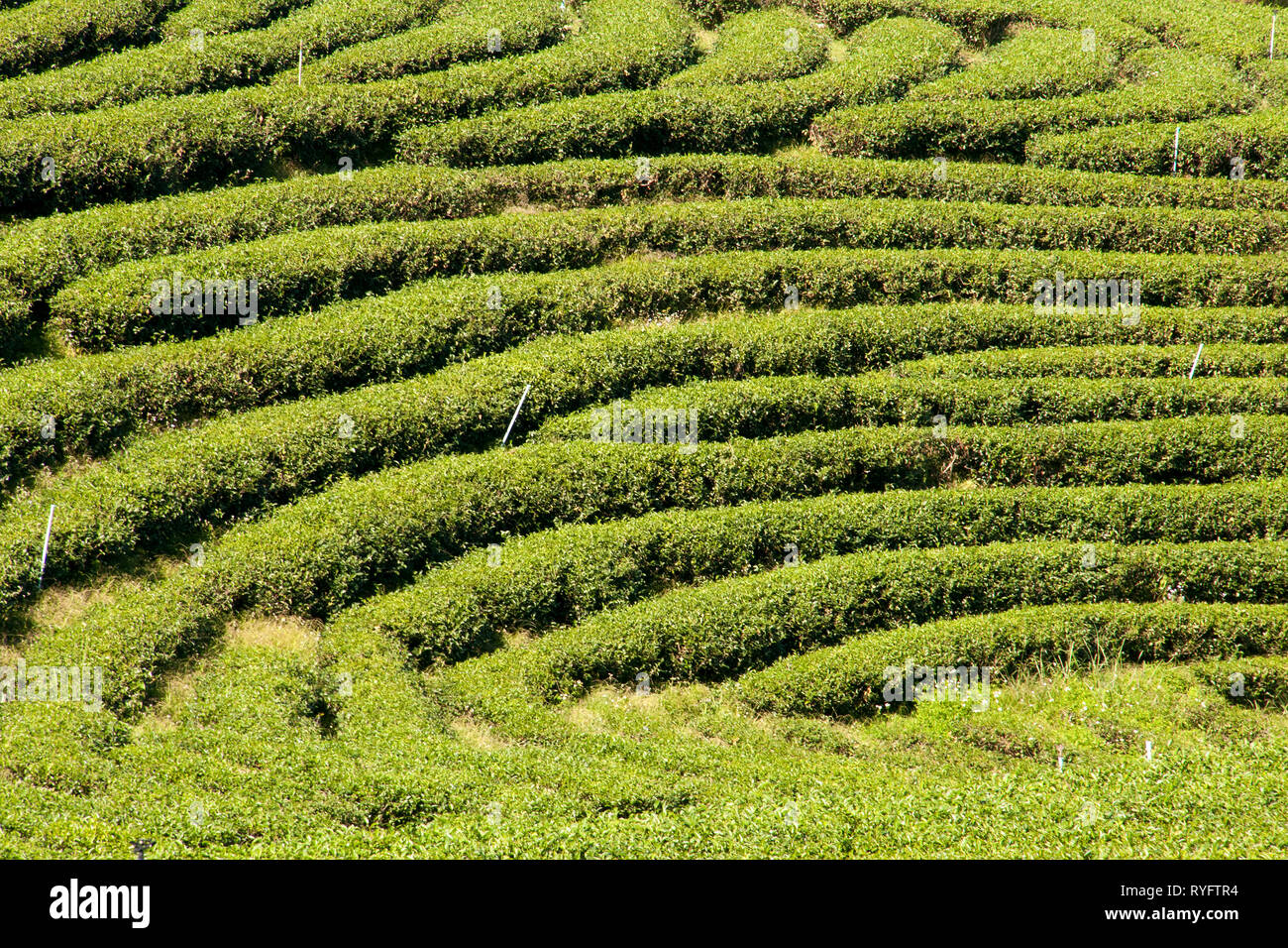 Chiang Rai Thailand, rows of tea plants following contours of hill on ...