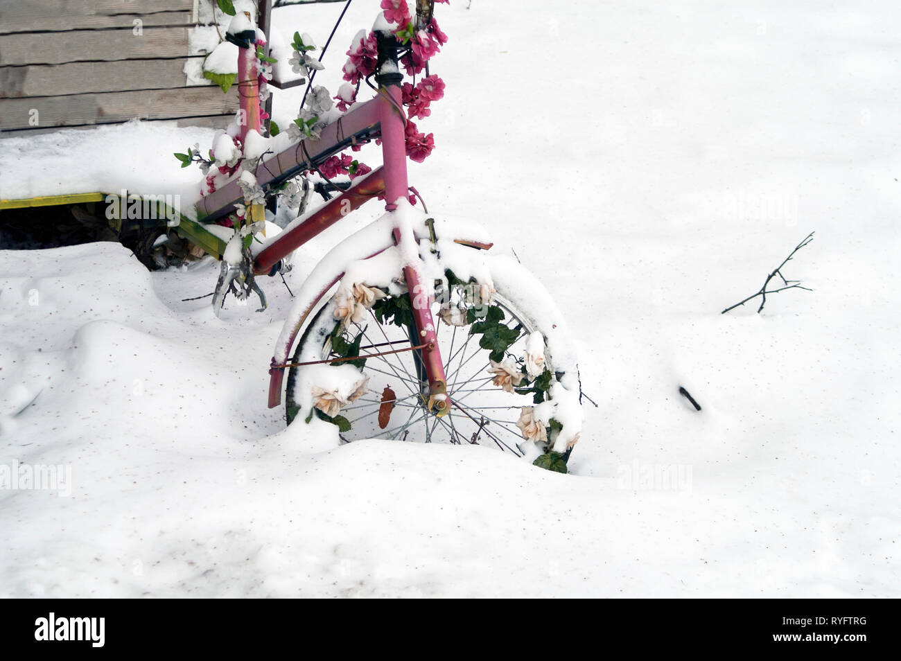 A Bicycle Decorated With Artificial Flowers Trapped In The Snow Outdoor Closeup Stock Photo Alamy