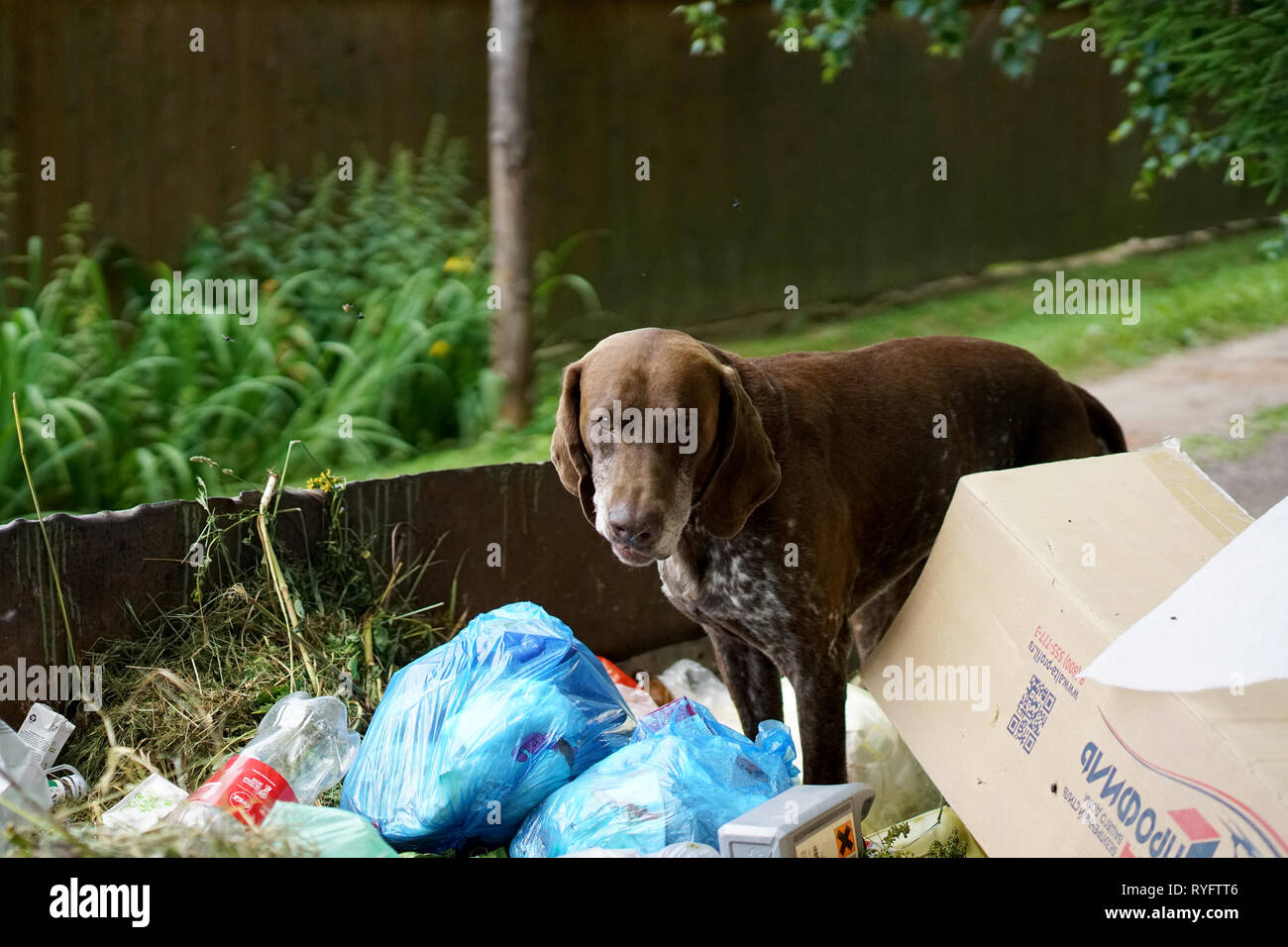 Moscow, Russia, 06.27.2018; A homeless hungry dog is looking for food in a garbage container Stock Photo