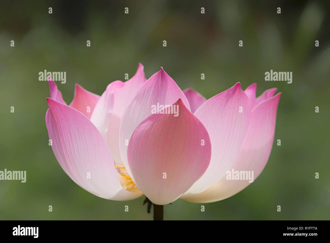Pink lotus flower, symbol of purity and rebirth Stock Photo Alamy
