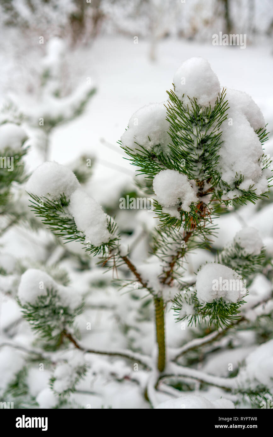 The branches of the mountain pine are covered with fluffy white snow ...