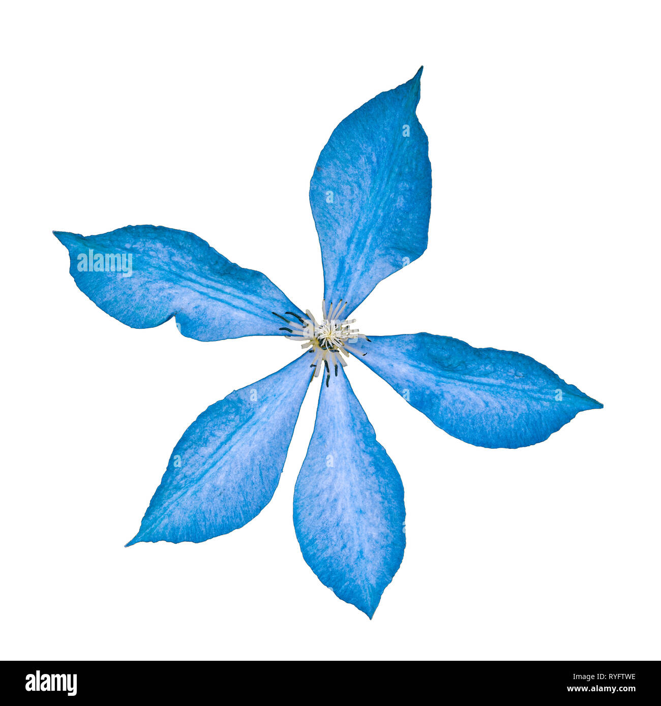 Flower with five petals hires stock photography and images Alamy