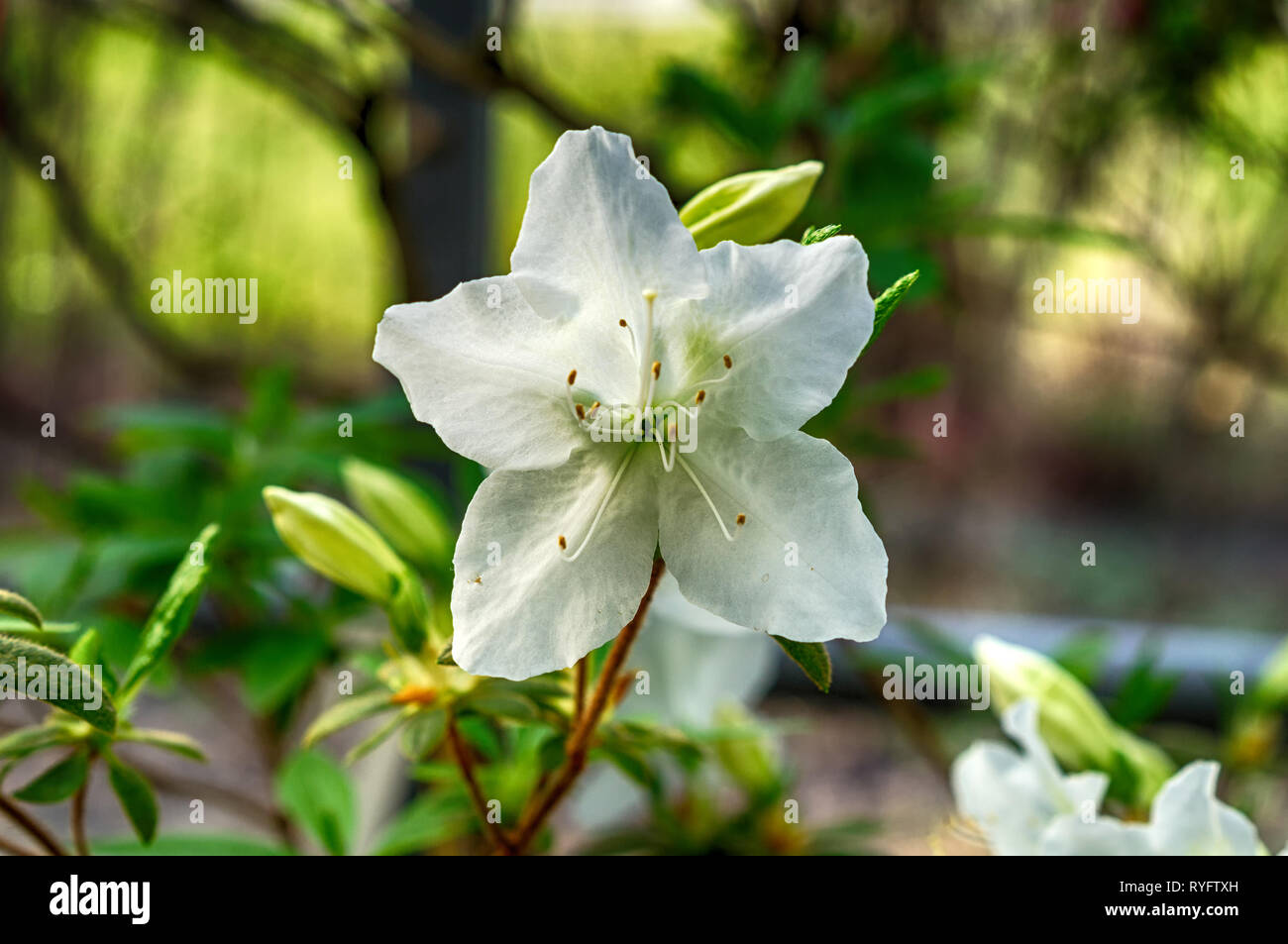 White azalea hi-res stock photography and images - Alamy
